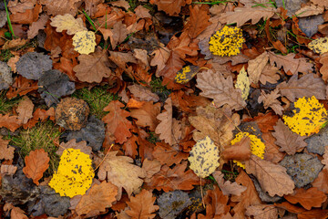 autumn oak leaves on the ground