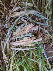 frozen grass closeup photo at autumn season