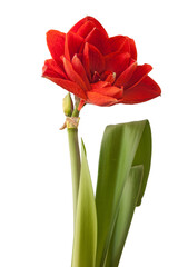 Hippeastrum (amaryllis) 