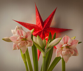 Double hippeastrum (amaryllis) 