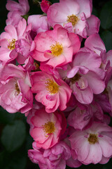 pink flowers roses