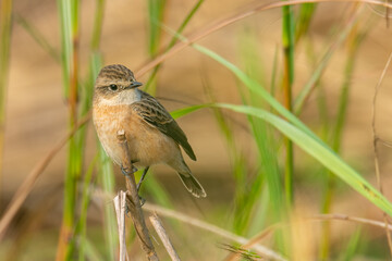 Pied Bushchat perching on dried grass stem