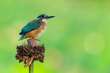 Common Kingfisher perching on withered lotus flower