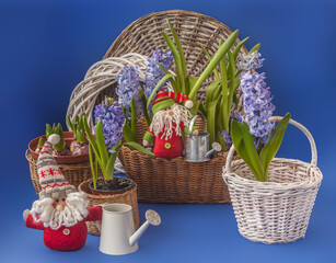 Hyacinths  next to the watering can and gnome  (mass production) on   blue background