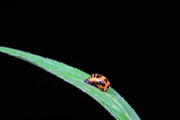 ladybugs pupa on green leaves, North China