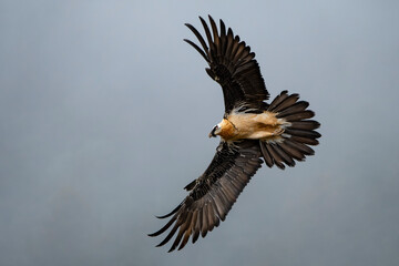 Bearded Vulture