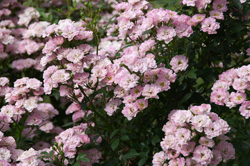 pink and white flowers roses