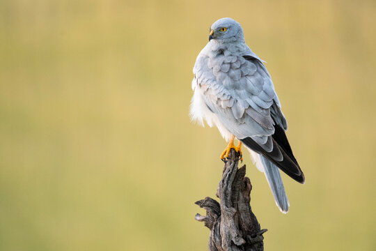 Hen Harrier