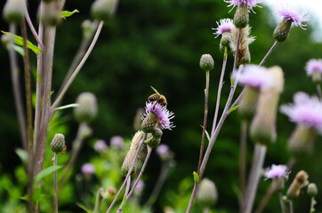 Purple thistle flower with honey bee. Macro photo.