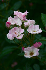 pink rose bush