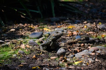 black iguana