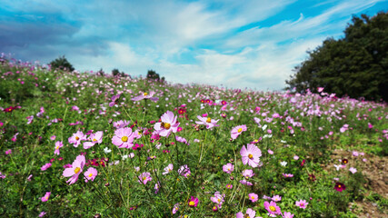 昭和記念公園のコスモス畑