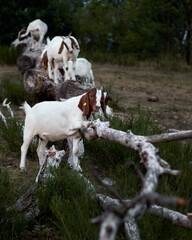 playful little goats on a tree trunk near Gemündener Maar in the Eifel, Germany