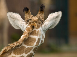 Obraz premium Giraffe, Kopf einer Giraffe.