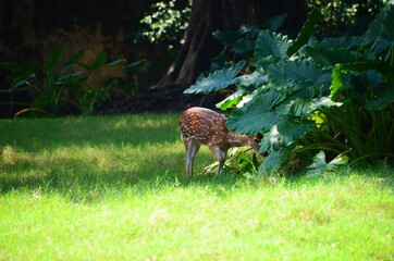 Deer