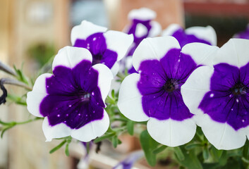 Petunia flowers in bloom on the island of Evia, Greece