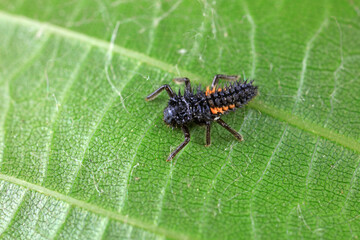 Ladybug larvae in natural state， north China