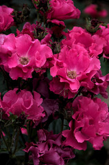 pink roses in a garden