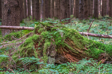 Verrotteter Baumstumpf mit Moos