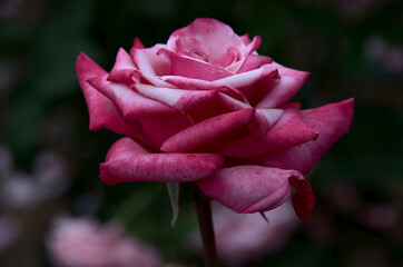 pink rose in garden