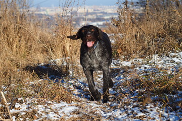 A working dog of the German hunting breed Drathaar on