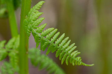 Young green plants, fern grows in spring.