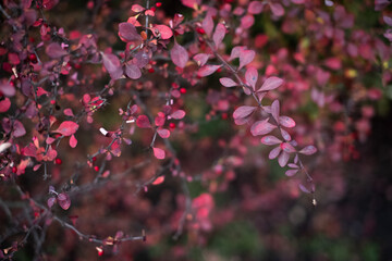 branches with pink leaves on a blurry background in the Park