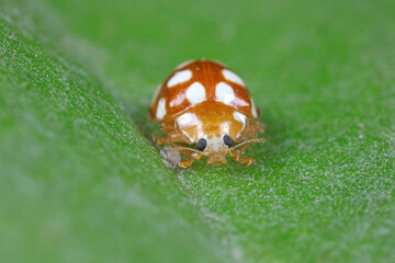 ladybug on green leaves, North China