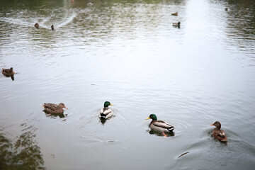 ducks swim on the lake in autumn