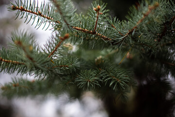Naklejka na ściany i meble spruce branches on a beautiful blurred background