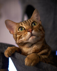 male Bengal cat looking sideways up in interest, paws over a hammoc