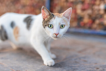The stray (feral) cat is looking at the camera. Feral cats are devastating to wildlife, and conservation biologists consider them to be one of the worst invasive species on Earth.