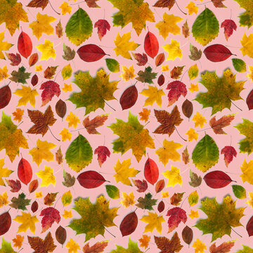Pattern sequence of autumn leaves of different types on a pink background.