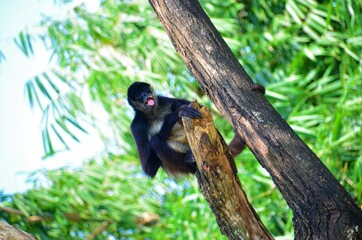 monkey tongue out