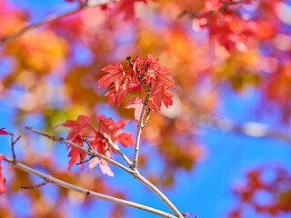 red maple leaves