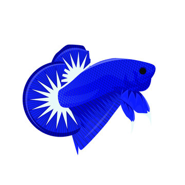 Vector Multi Color Thai Fighting Betta Fish For Your Logo
