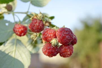 Autumn raspberries are large, sweet, hanging in clusters and blooming in the garden.