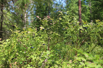 blueberry bushes with black ripe berries in the forest low angle view