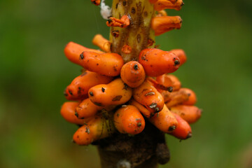 Orange color fruit of elephant foot yam
