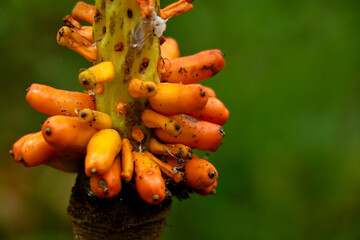 Orange color fruit of elephant foot yam