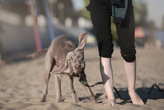 Funny dog breed weimaraner shakes off next to the feet of the hostess