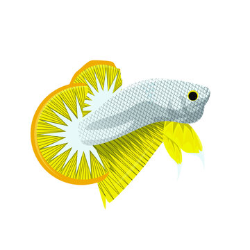 Vector Multi Color Thai Fighting Betta Fish For Your Logo