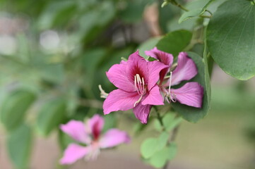 Close-up of Bauhinia Variegata flowers against the blurred background.