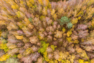 Looking straight down on a forest that has already lost its leaves in autumn