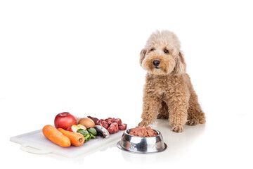 Obedient healthy dog posing with barf raw meat, fish, vegetable, eggs, ingredient diet on white background