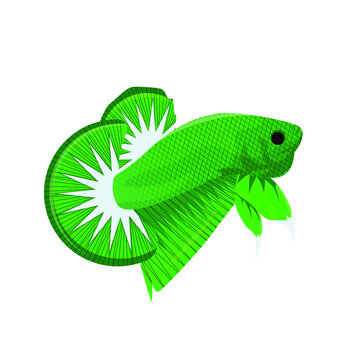Vector Multi Color Thai Fighting Betta Fish For Your Logo