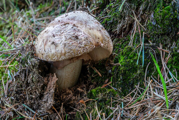 Amanita Rubescens