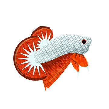 Vector Multi Color Thai Fighting Betta Fish For Your Logo