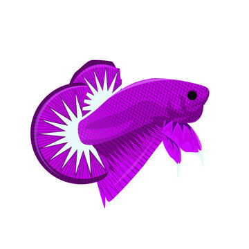Vector Multi Color Thai Fighting Betta Fish For Your Logo