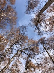 Fototapeta premium trees and sky